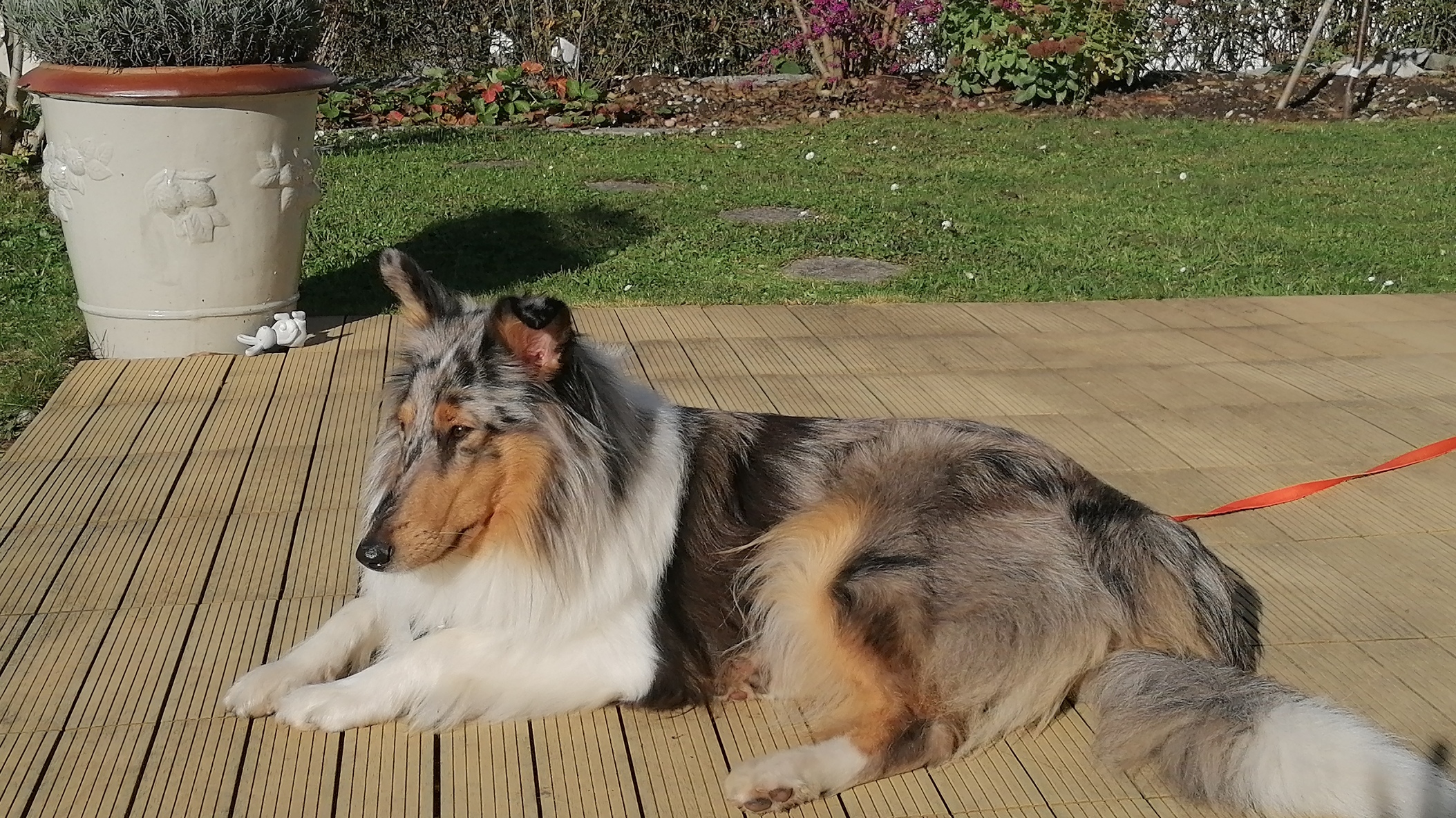 Gellertkirche Basel, Junger Hund sucht neuen Platz