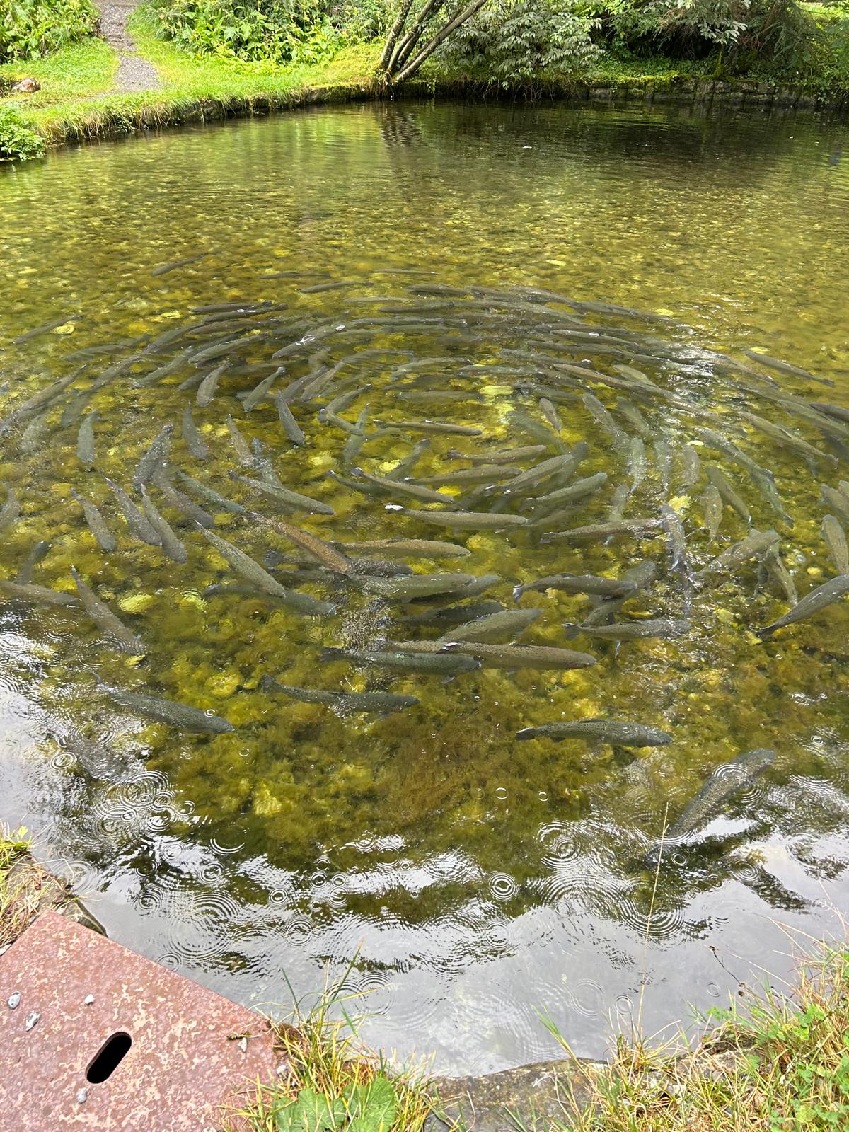 Gellertkirche Basel, Seniorenausflug an den Blausee ein voller Erfolg