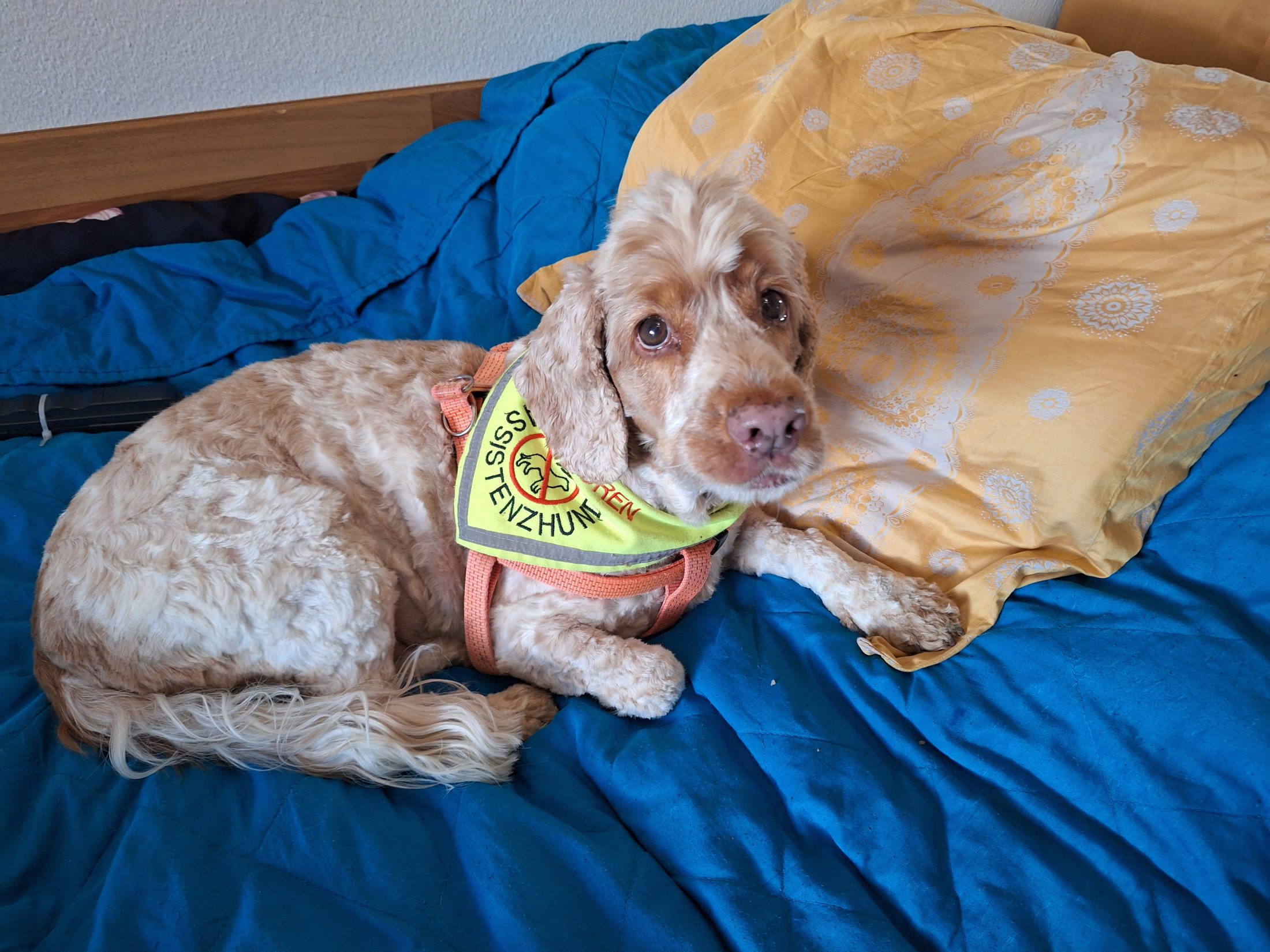 Gellertkirche Basel, Perle gesucht